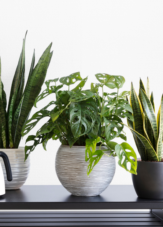 Mission Refill Teams Up with Goodland Plants to Bring You Unique Indoor Plants in Second-Hand Pots